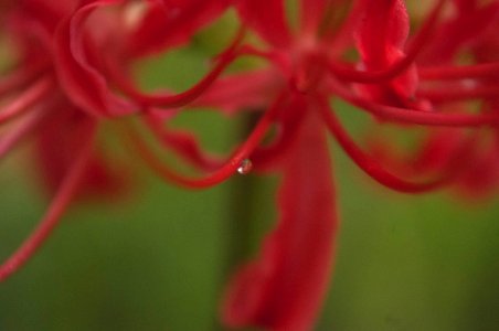 Red spider lily photo