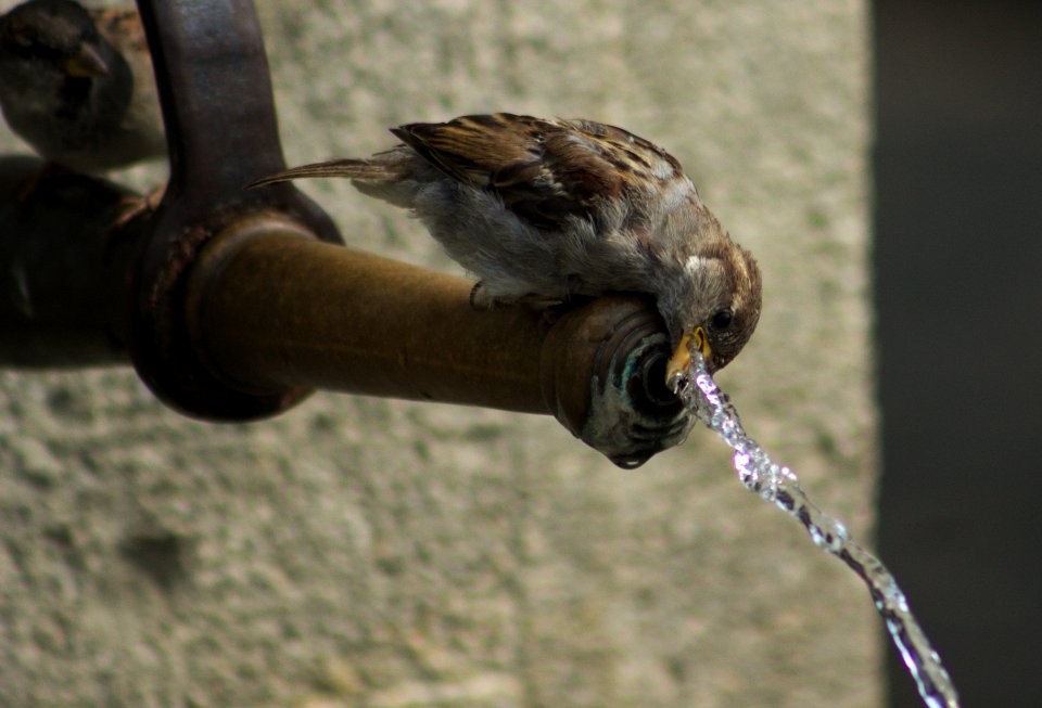 Close-up of Bird Drinking from Spout,  Rhine Falls, Switzerland