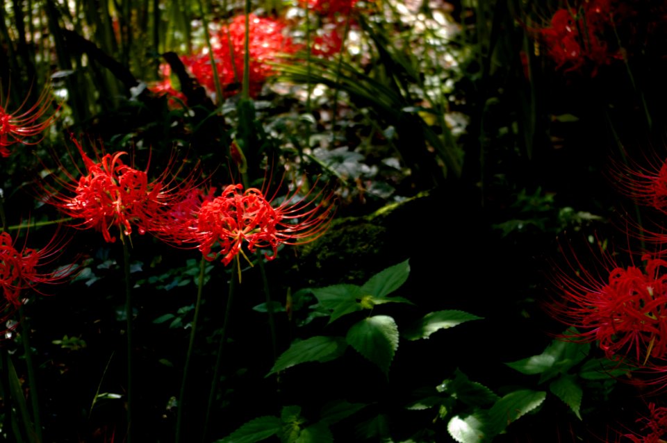 Red spider lily photo