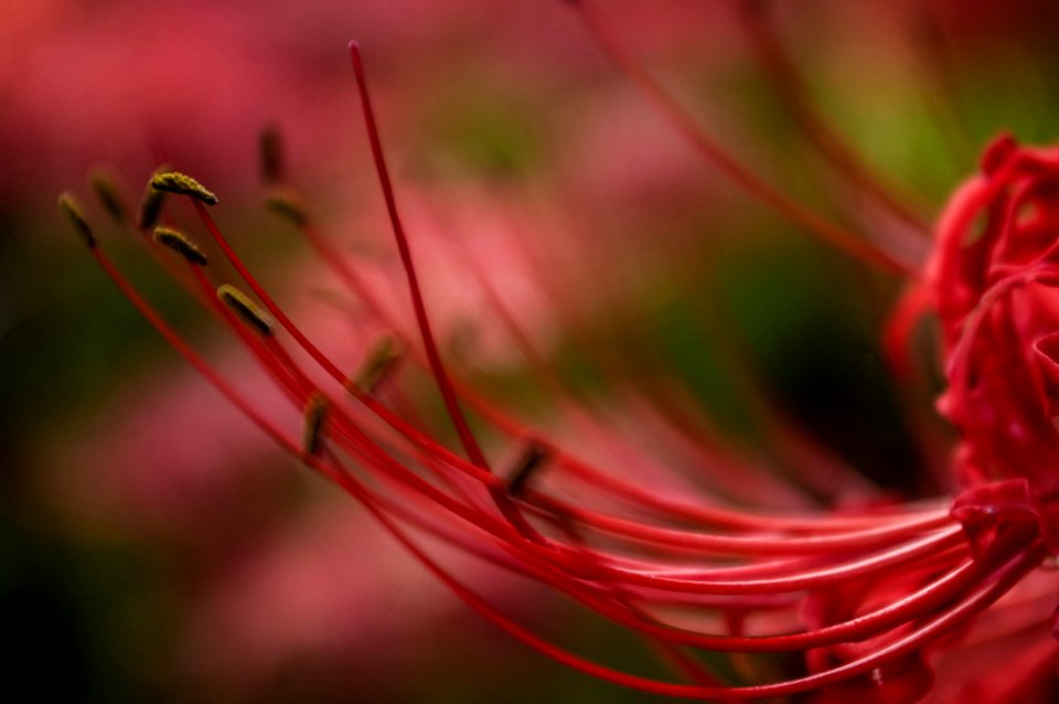 Red spider lily