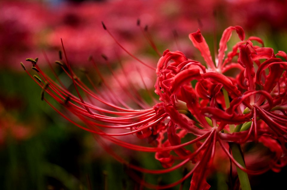 Red spider lily