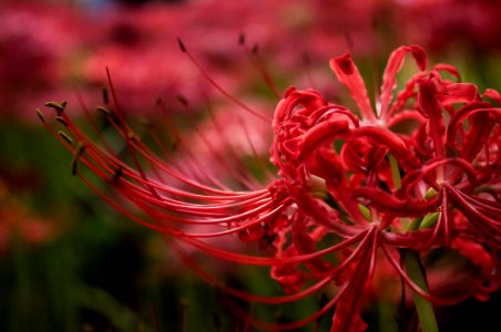 Red spider lily photo