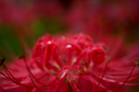 Red spider lily photo