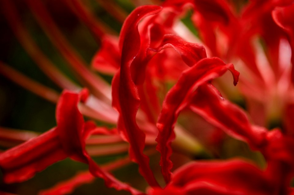 Red spider lily