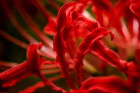 Red spider lily