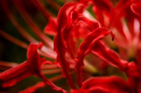 Red spider lily photo