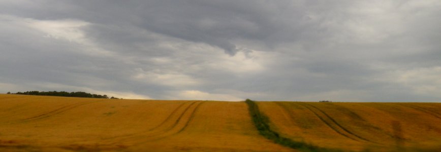 barley fields