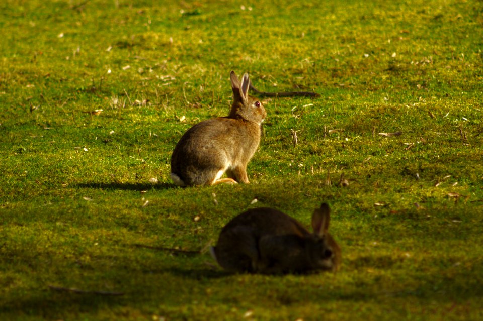 Two Wild Hares, Volkspark Wilmersdorf