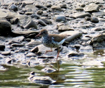 Spotted sandpiper 1