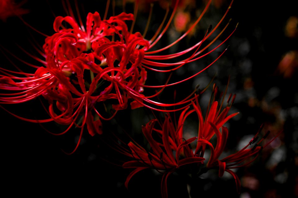 Red spider lily