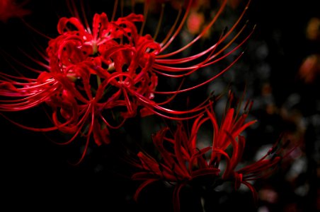Red spider lily