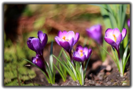 Crocus avec obj. Cyclope photo