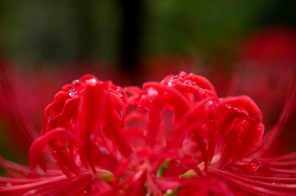 Red spider lily