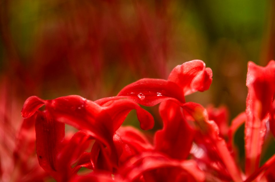 Red spider lily