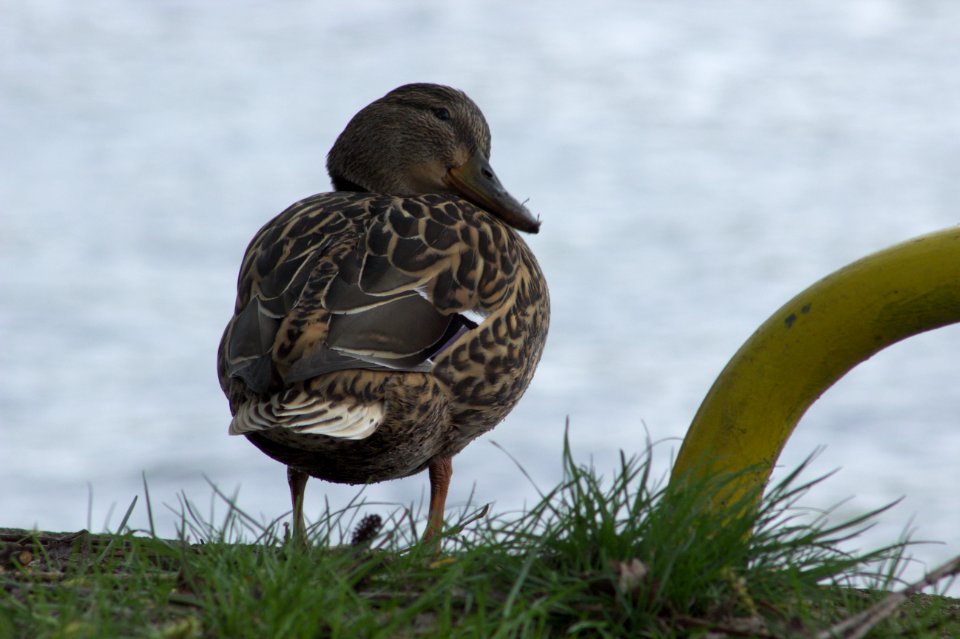 Preening Duck on Riverbank, Treptow