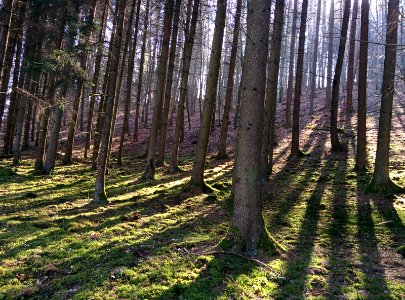 Shades in the forest