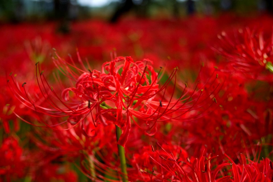 Red spider lily