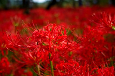 Red spider lily photo