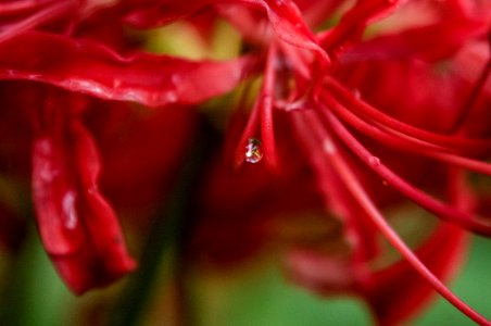 Red spider lily photo