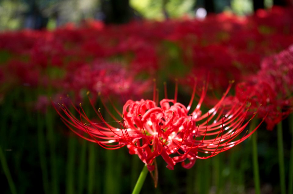Red spider lily
