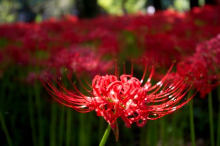 Red spider lily