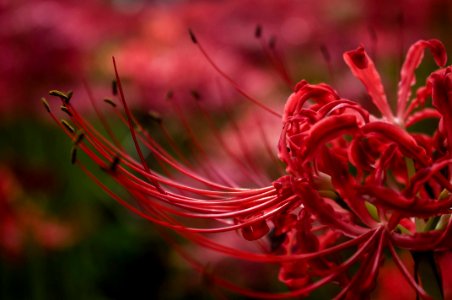 Red spider lily photo