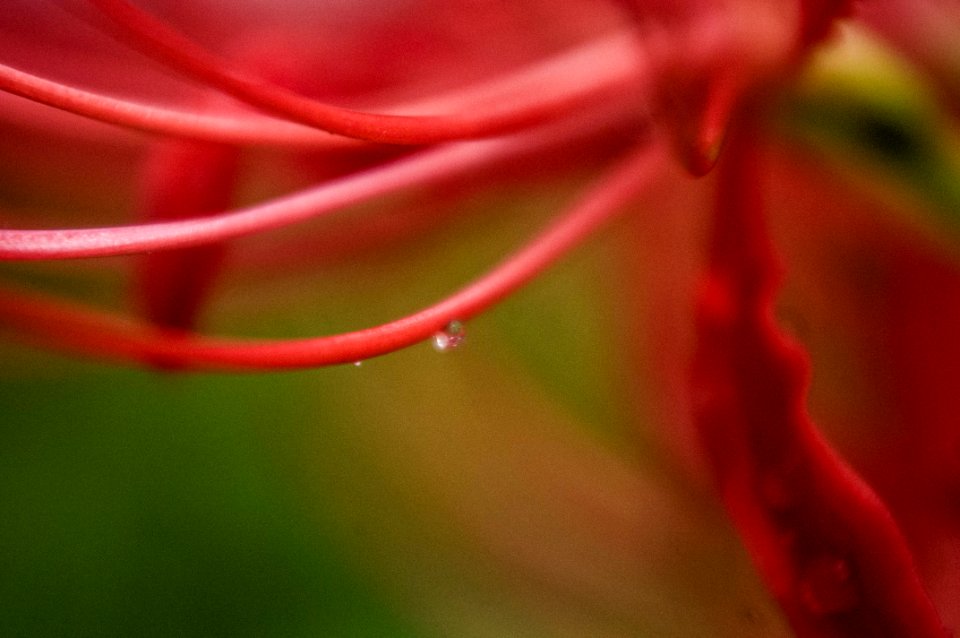 Red spider lily