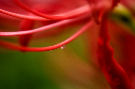 Red spider lily