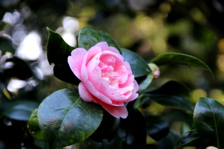 Camellia Japonica, "Black Prince"
