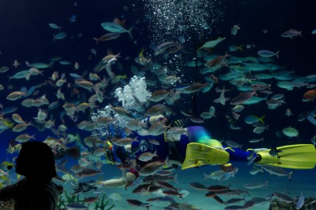 Diver Feeding Fish in Tank, Sunshine Aquarium photo