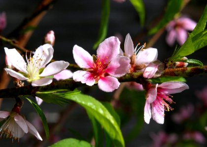 Peach Tree Flowers photo