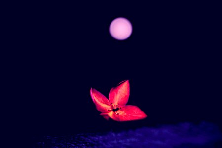 Lua e Flor