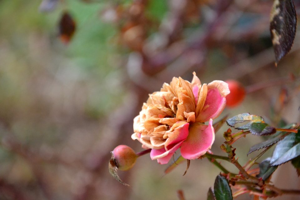 Mon amie la rose est morte ce matin