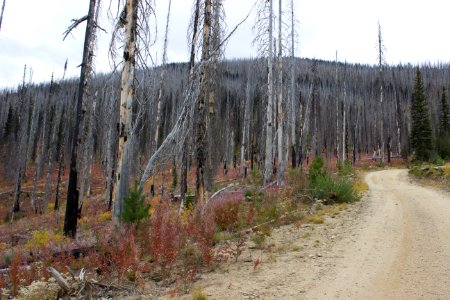 Burnt Knob Fire Lookout