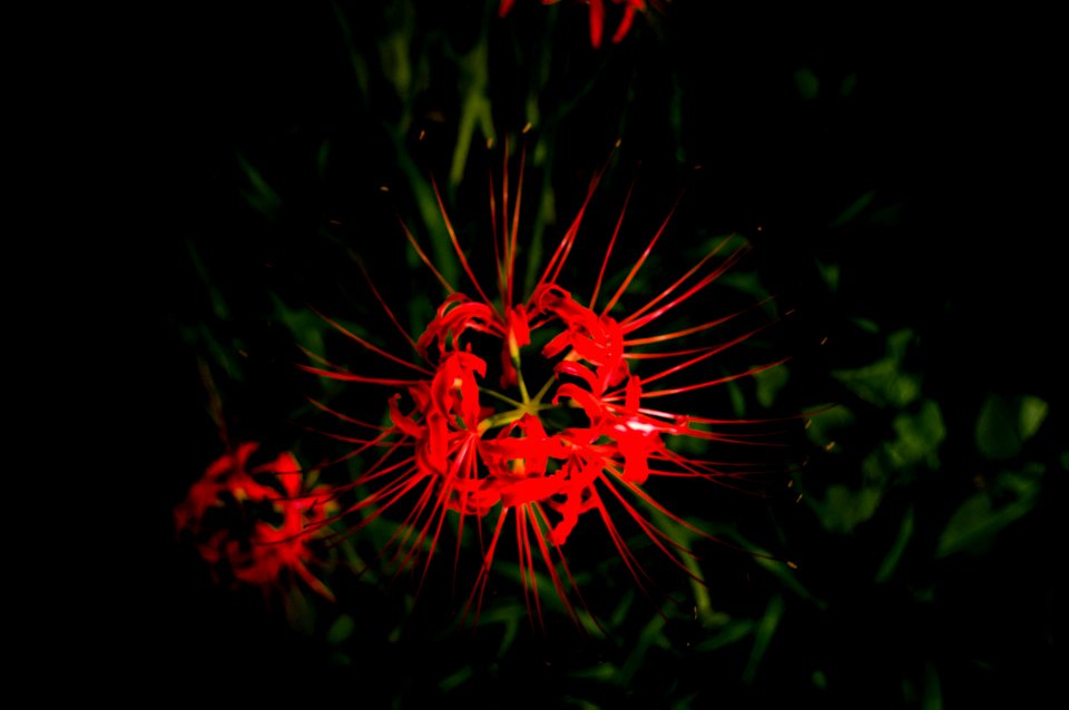 Red spider lily