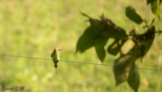 green bee eater (Merops orientalis)-perch