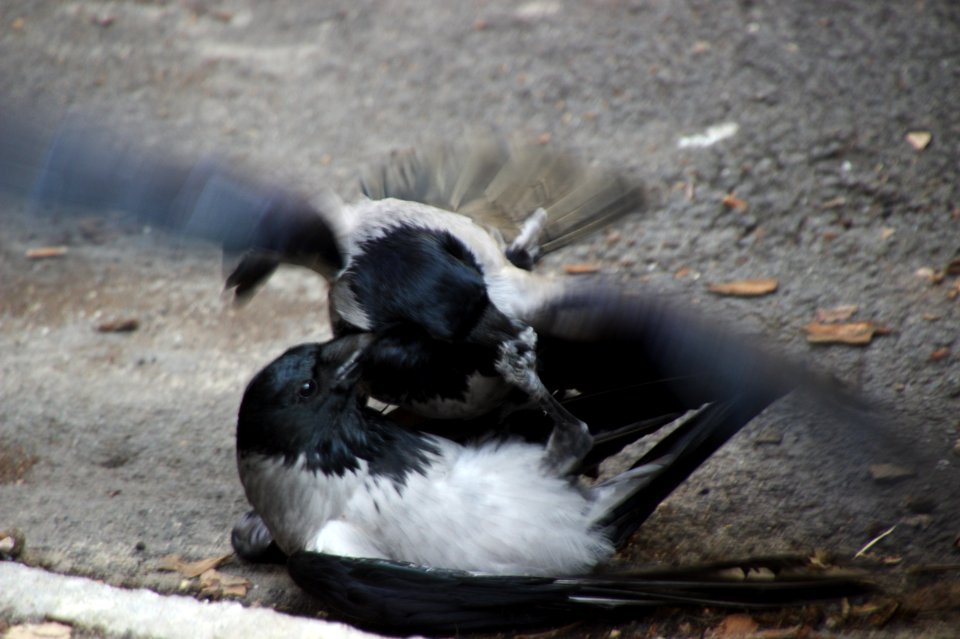 Two Birds Fighting, Motzstrasse, Schoeneberg