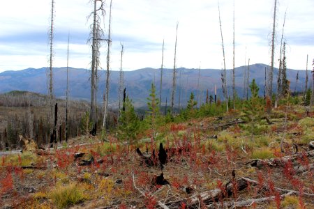 Burnt Knob Fire Lookout