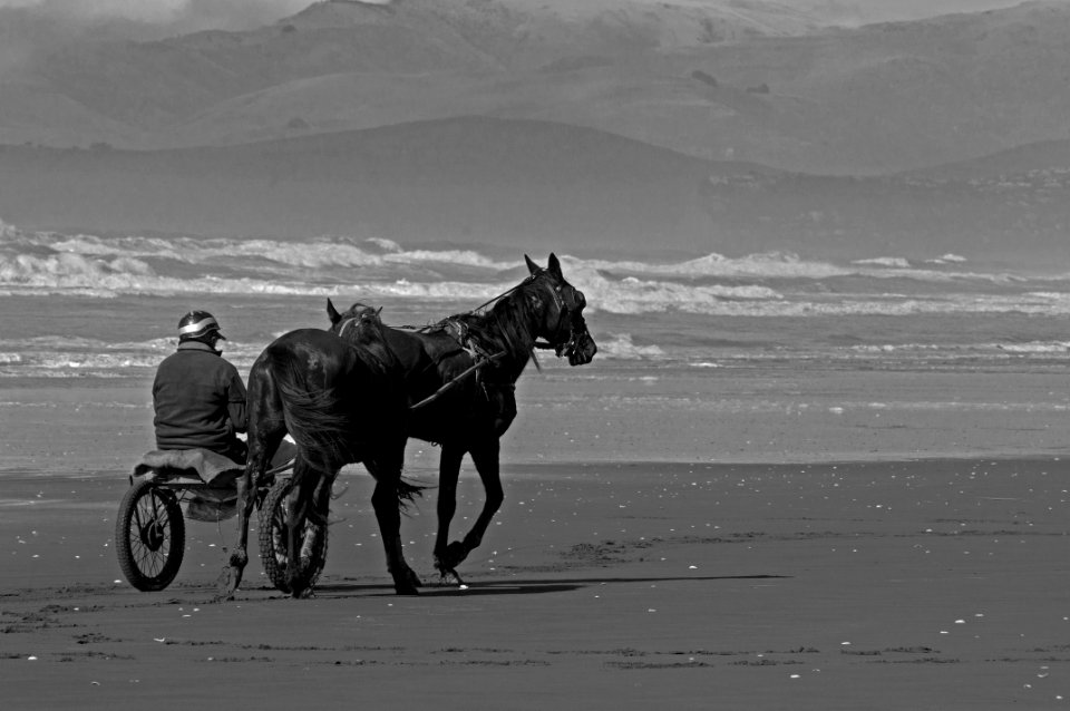 Horses on the beach