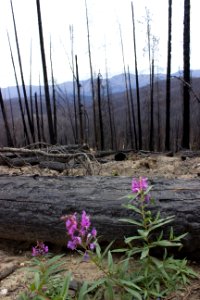 Burnt Knob Fire Lookout