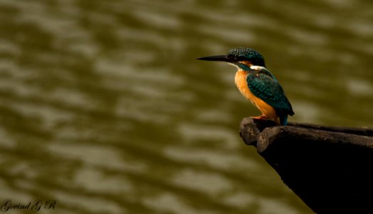 small blue kingfisher - Alcedo atthis