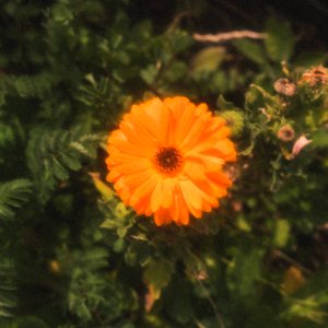 Film flower