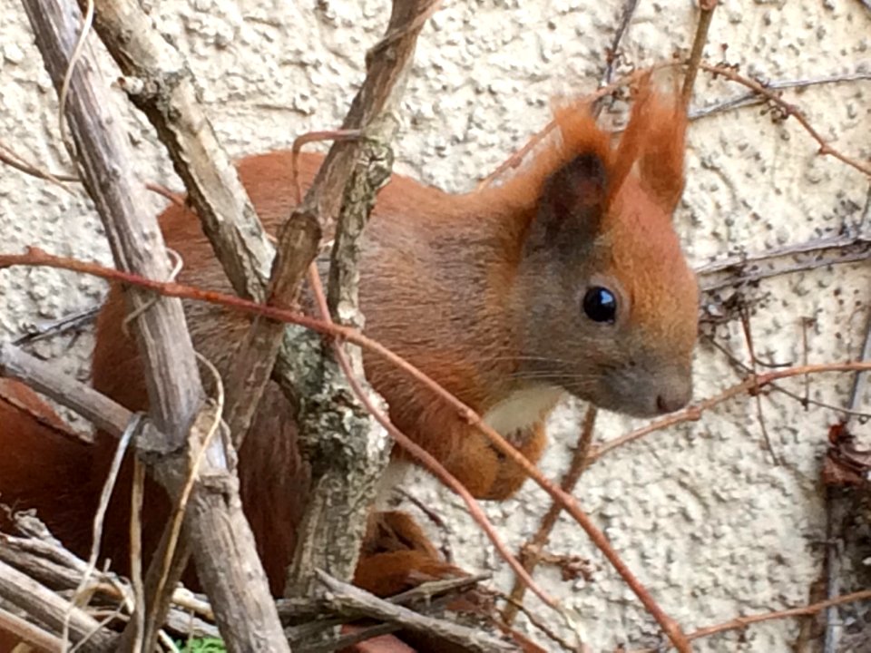 Red Squirrel on Balcony, Wimersdorf