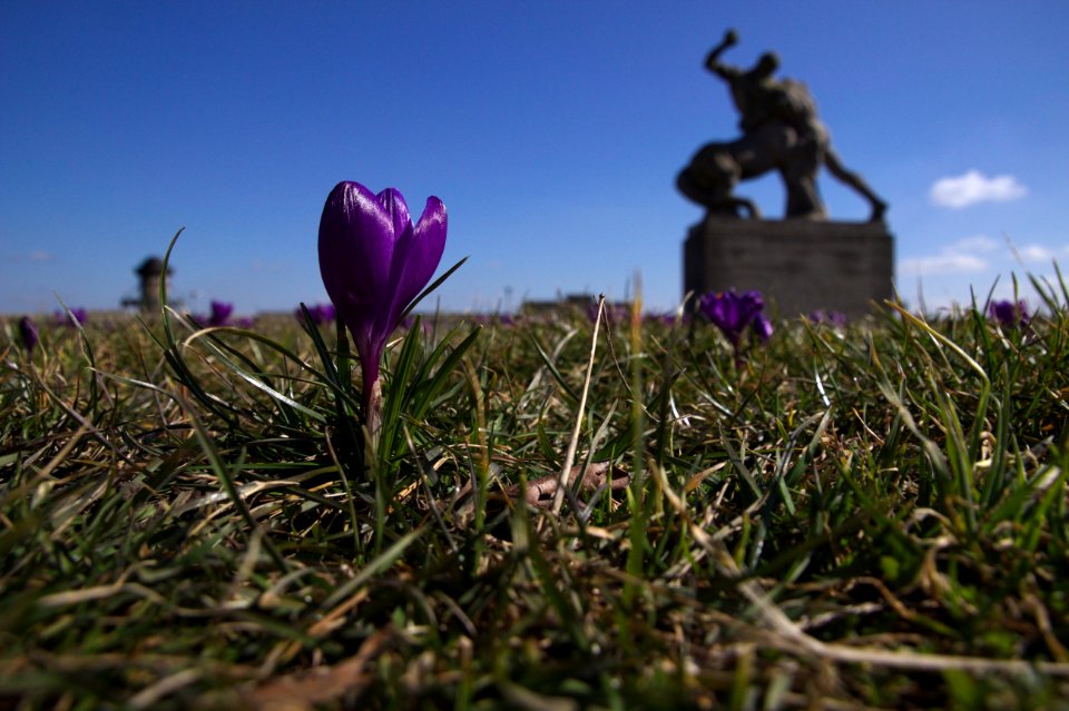 Tulip and Statue outside  Wały Chrobrego, Szczecin, Poland