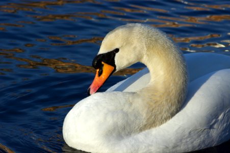 Swan Giving the Evil Eye, Paul-Lincke Ufer
