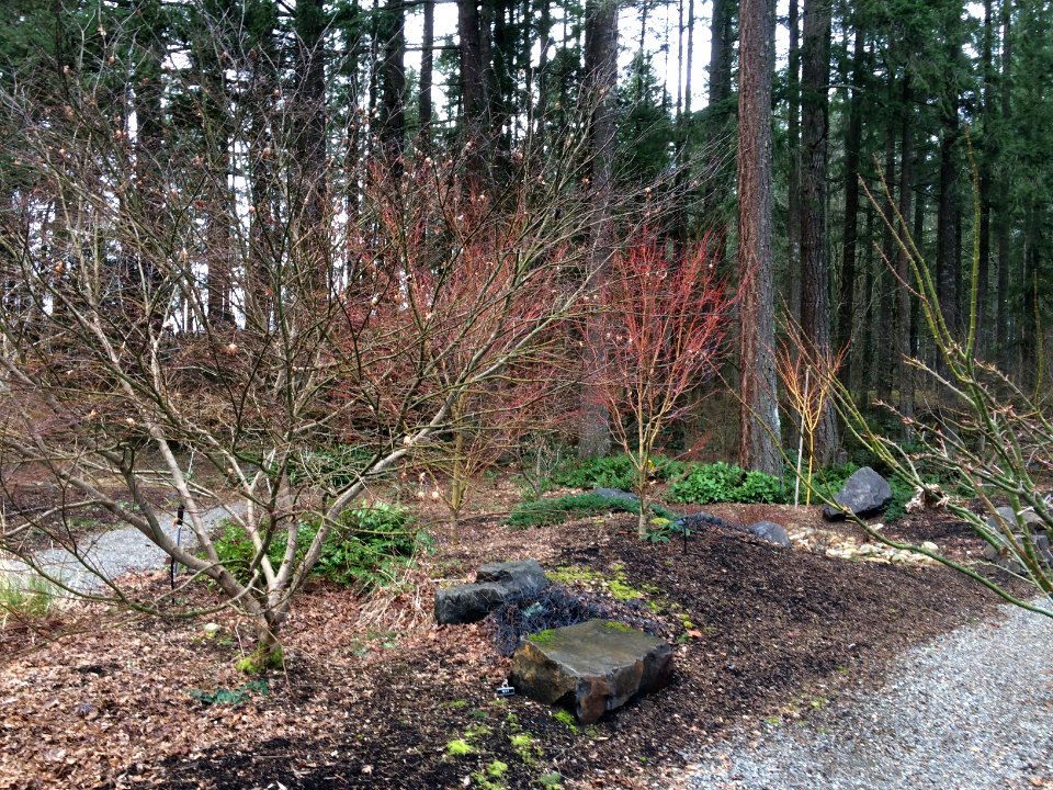 Japanese Maple Collection