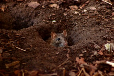 Rat Peeking out of Hole, Volkspark Wilmersdorf photo