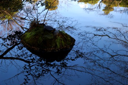 Turtles on Little Island in Nezu Museum Garden photo