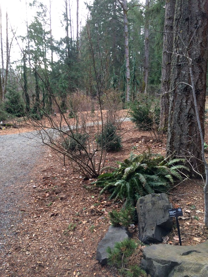 Sparse Understory
