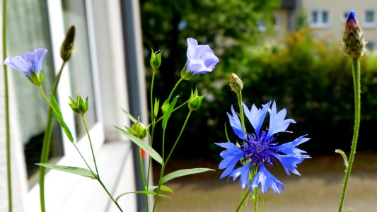 DSCF6060 Balkon Wildblumen